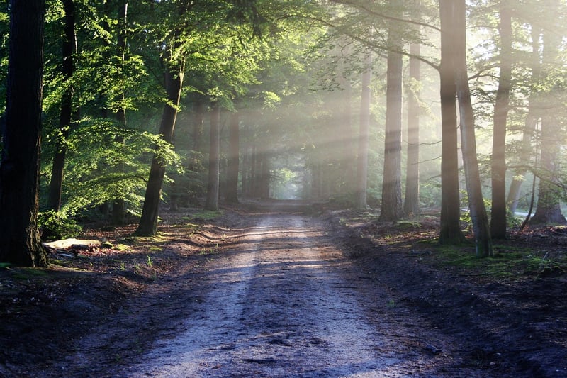 Sunlight in Forest